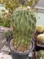 Preview: Ferocactus histrix